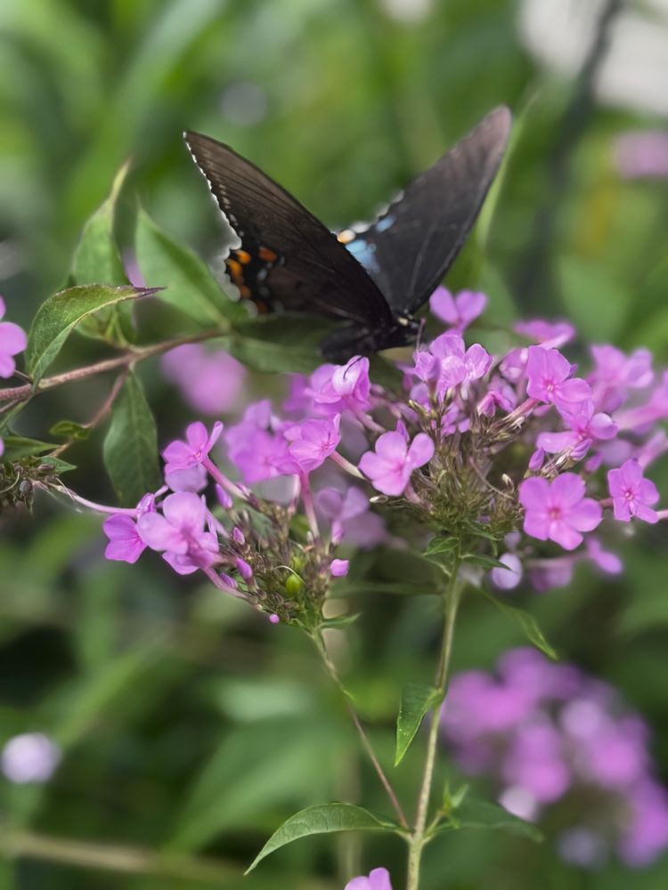 A black swallow tail butterfly on a light purple phlox plant. The butterfly is black and white, orange, and blue peek through on its wings. 