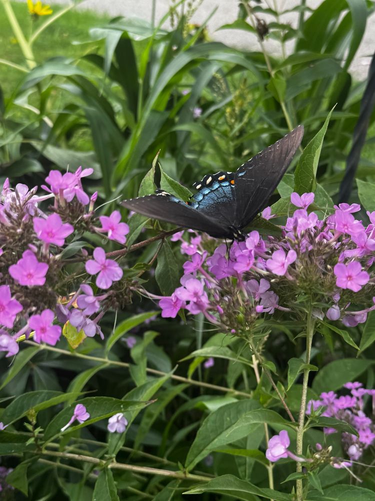 A black swallow tail butterfly on a light purple phlox plant. The butterfly is black and white, orange, and blue peek through on its wings. 
