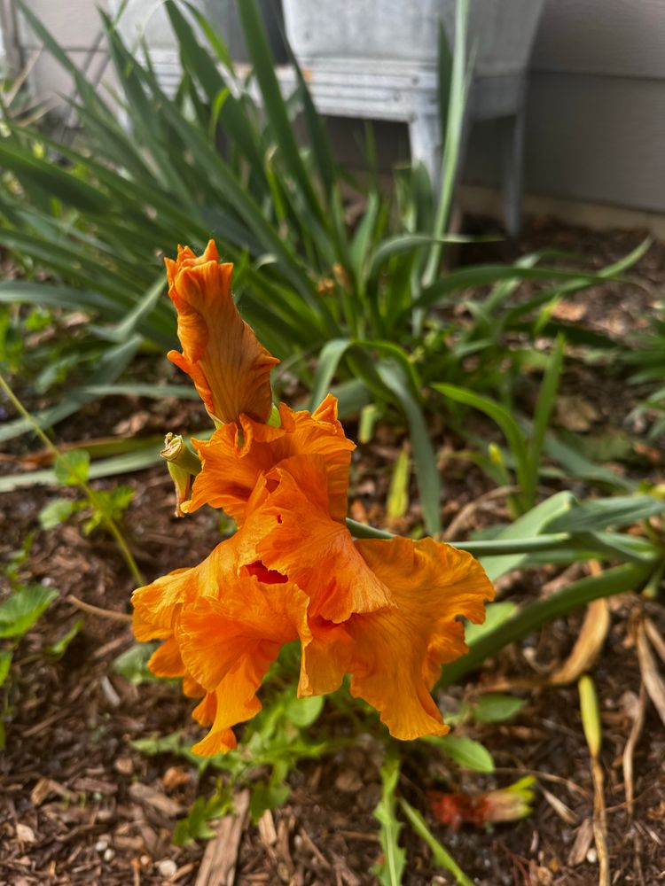 An orange iris beginning to bloom. Not quite there yet. 