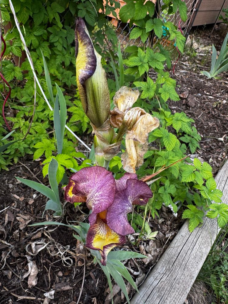 A purple iris in bloom with yellow at its center. A trail of hops vines are in the background. 