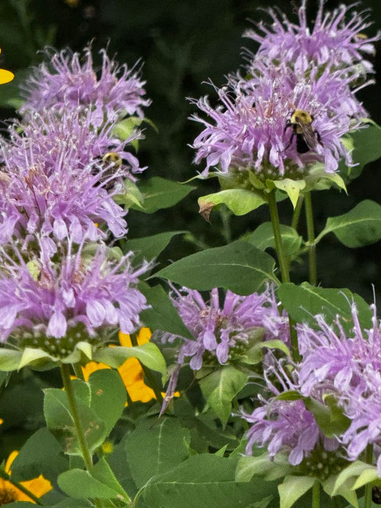 Light purple butterfly weed plants, a bee is on one of the flowers in the upper right hand corner. 