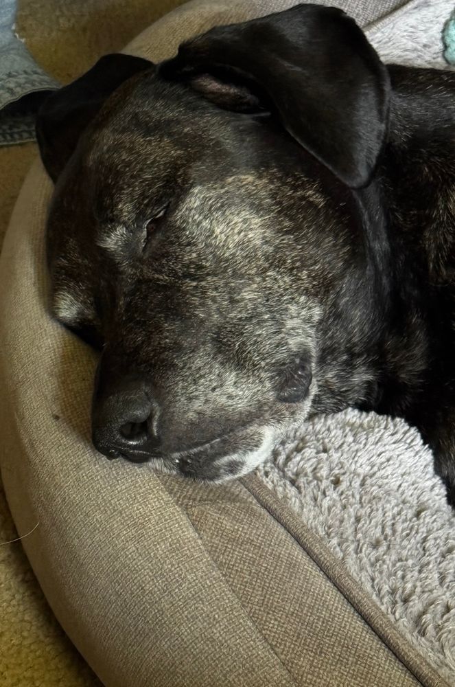 Our senior plott hound mix sleeping on her bed. The dog is brindle with a white muzzle. Only her neck and head is visible. Her ears are in awkward positions (that in my opinion make her more adorable)