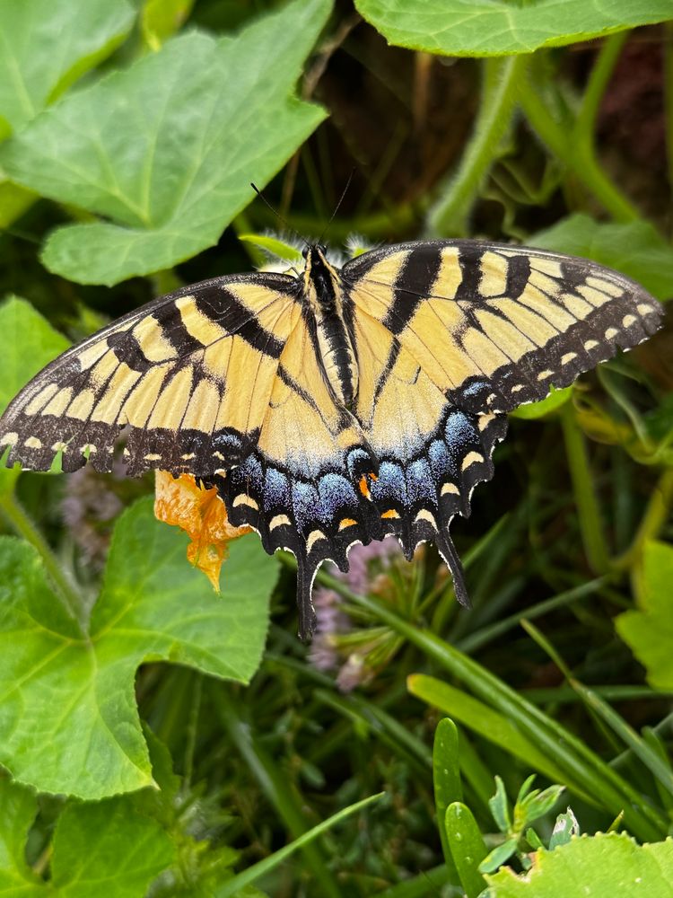 A yellow tiger swallowtail butterfly. Its wings are spread out and it is resting on a pumpkin flower that you can barely see under it. It is yellow with black stripes and blue at the very bottom of its wings. 