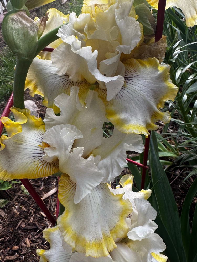 White irises with a yellow outline and slight purple hues. 