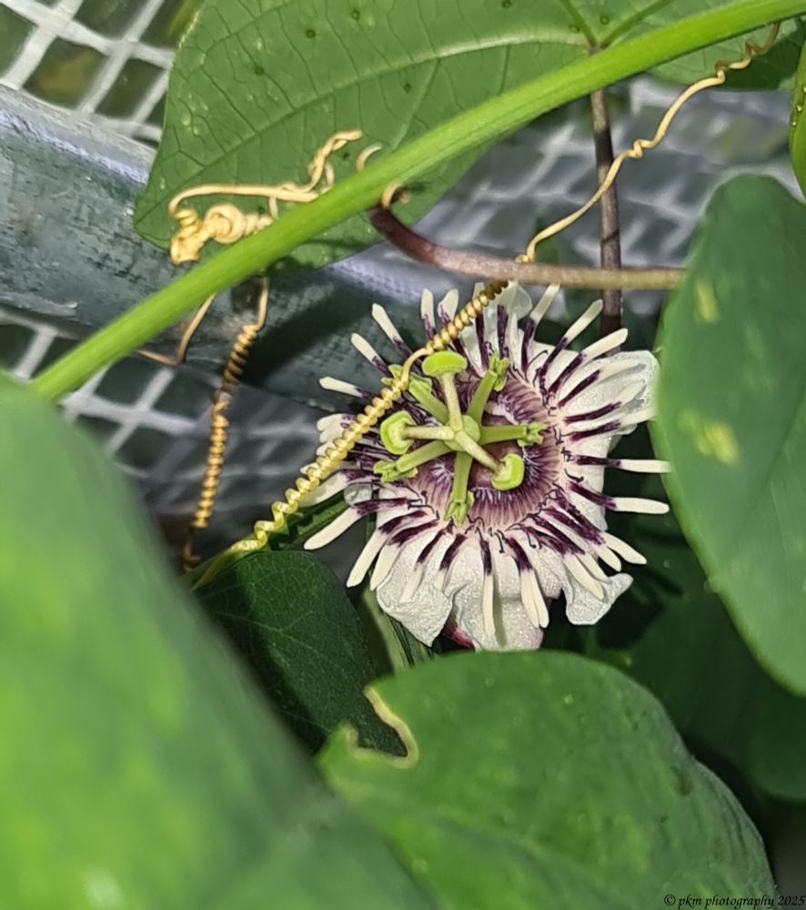 My first P.colinvauxii flower :-) Originates from the Galapagos Islands