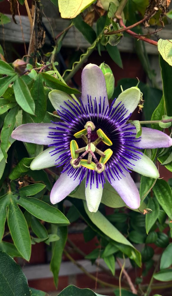 P.Damsel's Delight (hybrid)