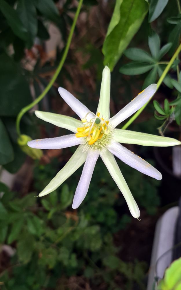 P.mucronata (species)