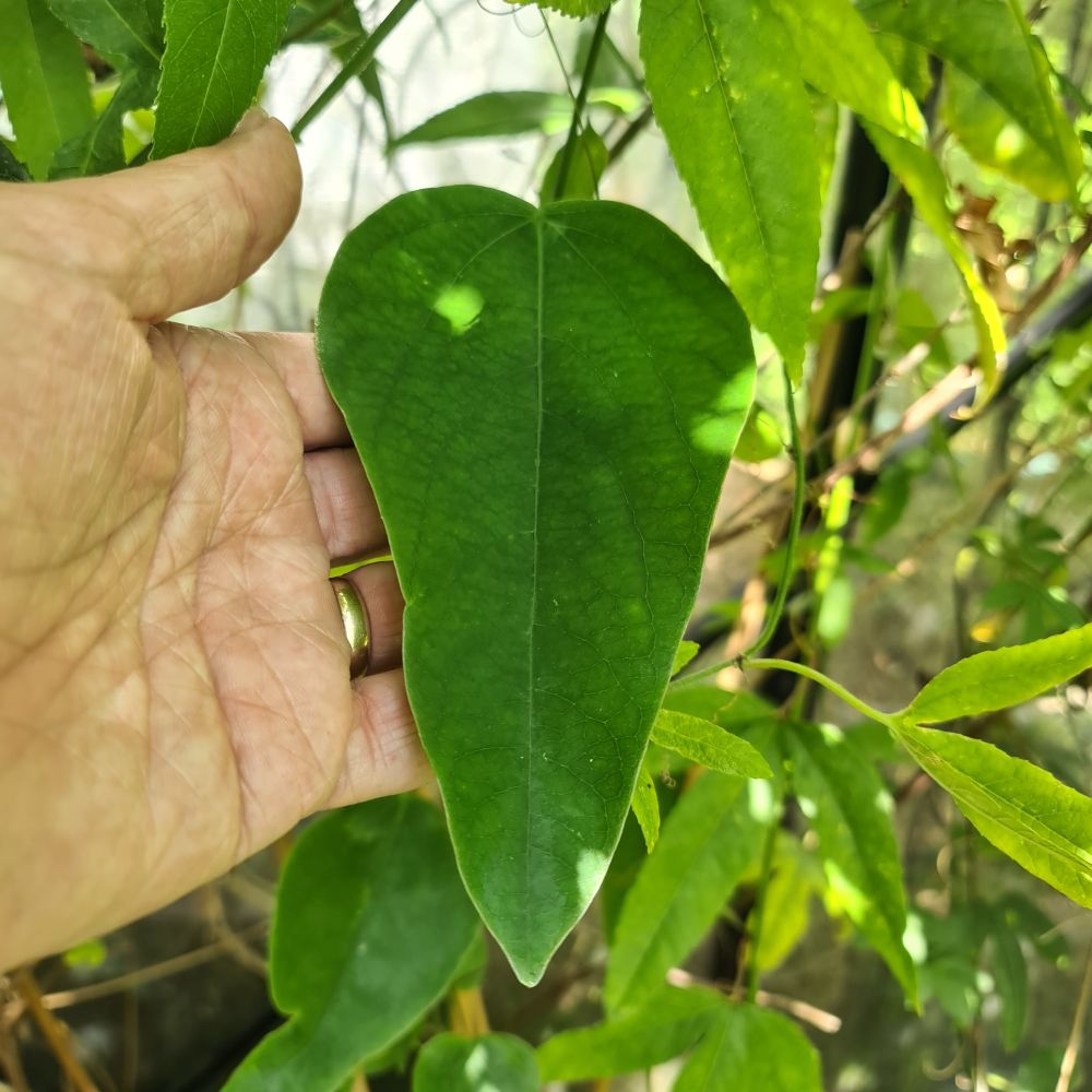 Large single lobe leaves forming inside the greenhouse - this may be P.Kew Gardens but no flower buds yet to confirm