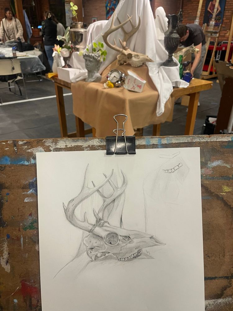 a rough graphite drawing of a skull that is part of a larger still life. the skull is most likely a deer as it has antlers. 