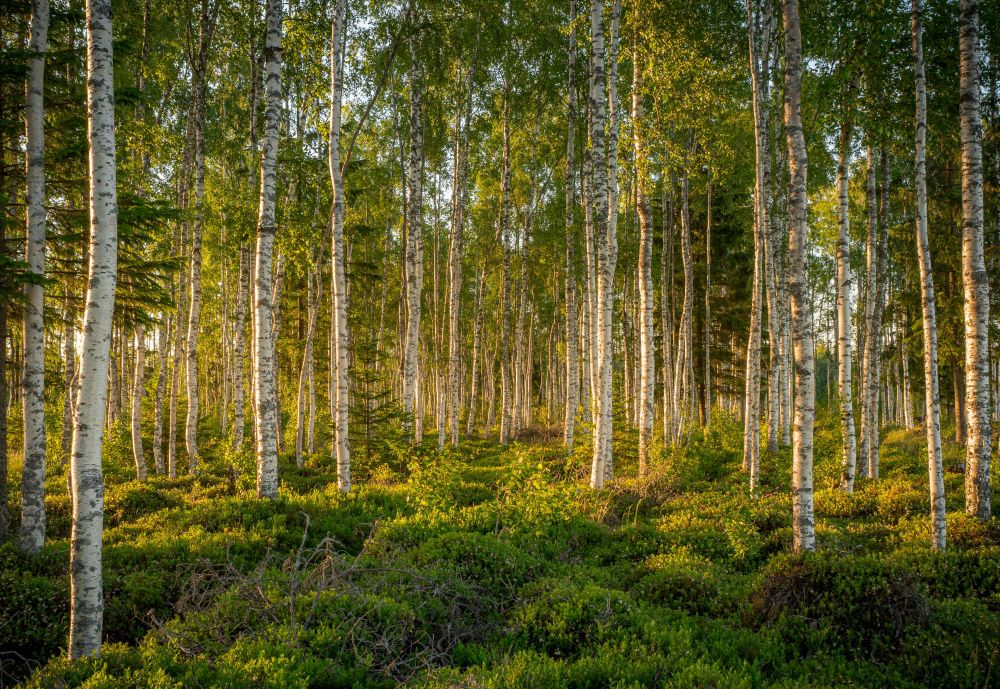 A forest filled with tall, slender birch trees. The forest floor is covered in green vegetation and low shrubs, with sunlight filtering through the canopy.