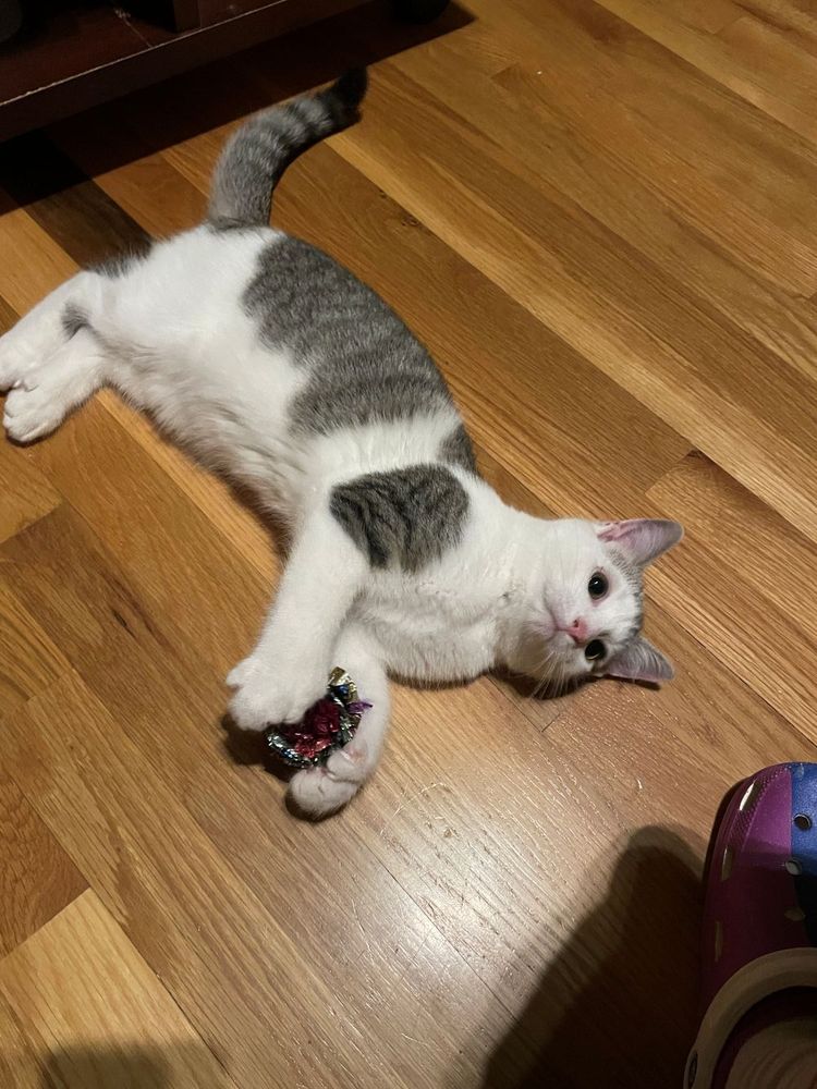 a grey and white kitten laying on a brown wooden floor holding a sparkle cat toy ball between his front polydactyl paws