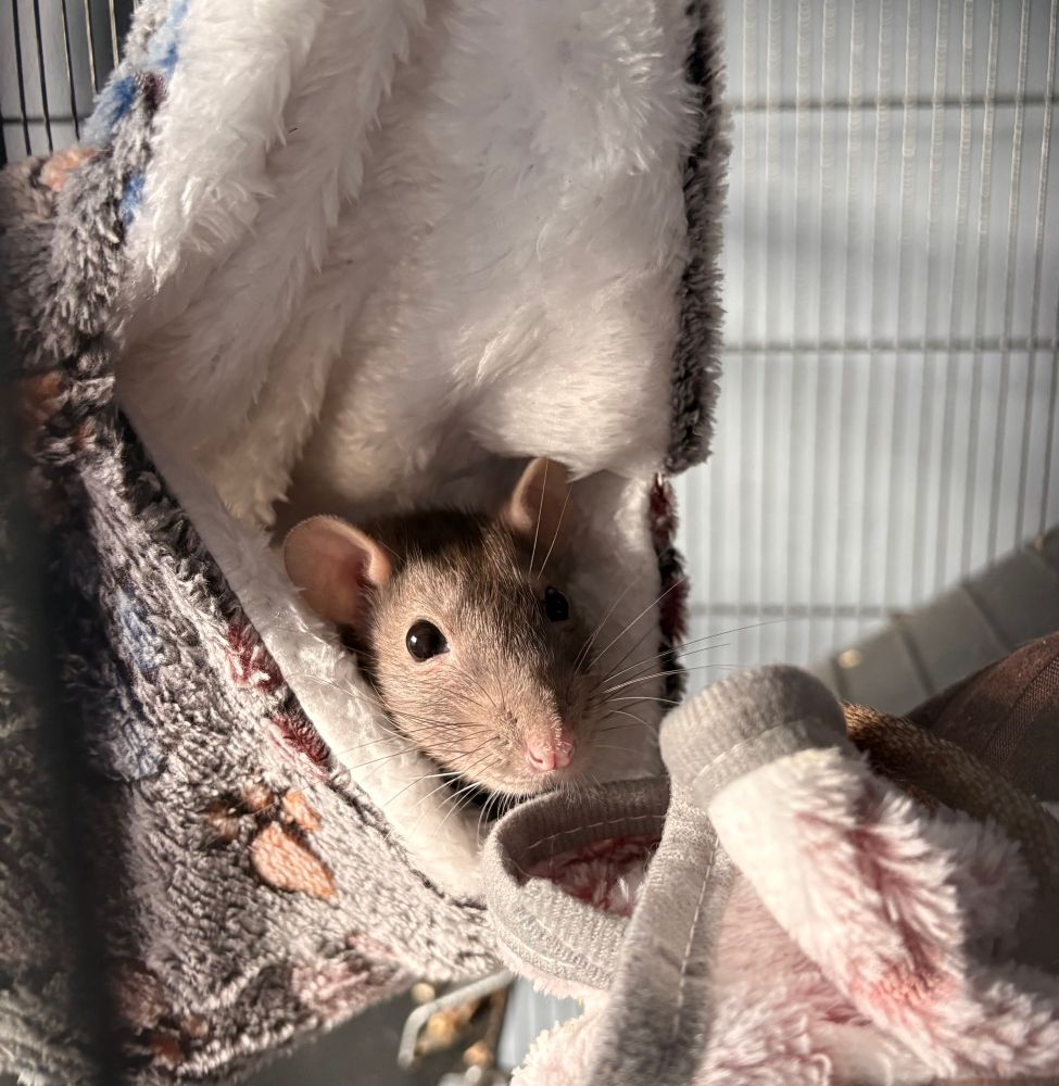 Suki the rat poking her head out of a fluffy grey hammock 