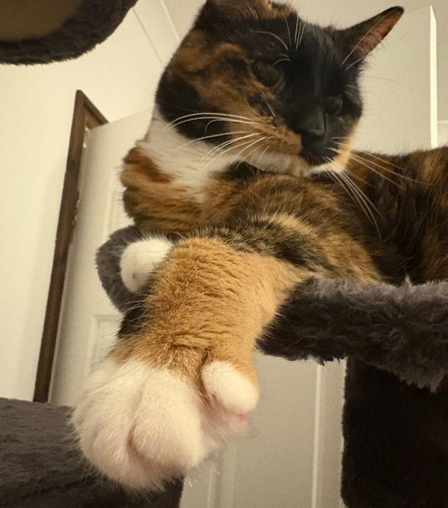 Tortie cat laid on a cat tree. Her paw is close to the camera and she is side-eyeing the camera 