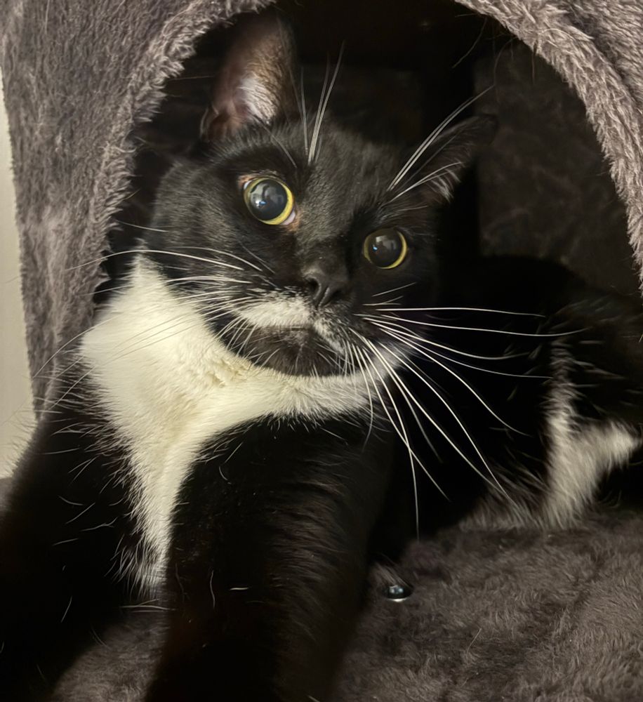 Tuxedo cat laid in a little house on a cat tree. He looks shocked