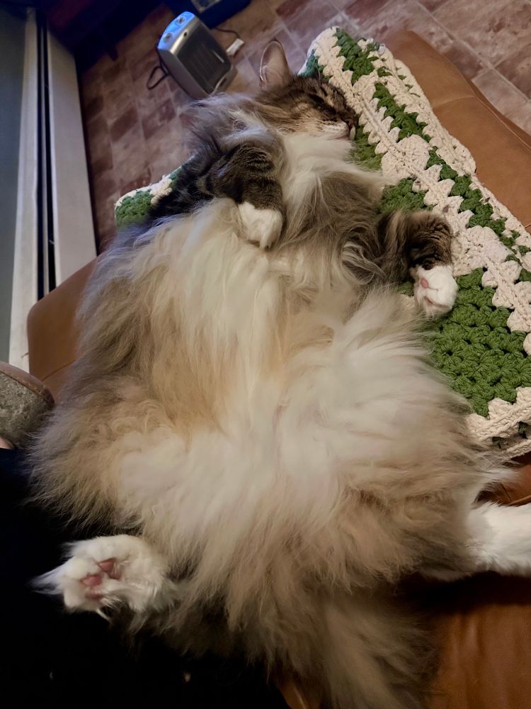 A fluffy tortoise shell colored cat is napping with his full belly exposed.
