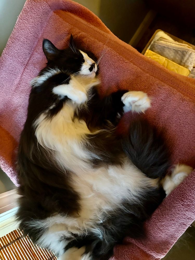 Black and white long-haired tuxedo cat sleeping with her belly exposed.