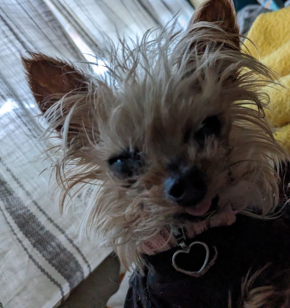 little yorkie, named beans

she's staring at the camera, her hair a mess (we called it her tina turner style), her nose is crooked, and her little tongue is sticking out