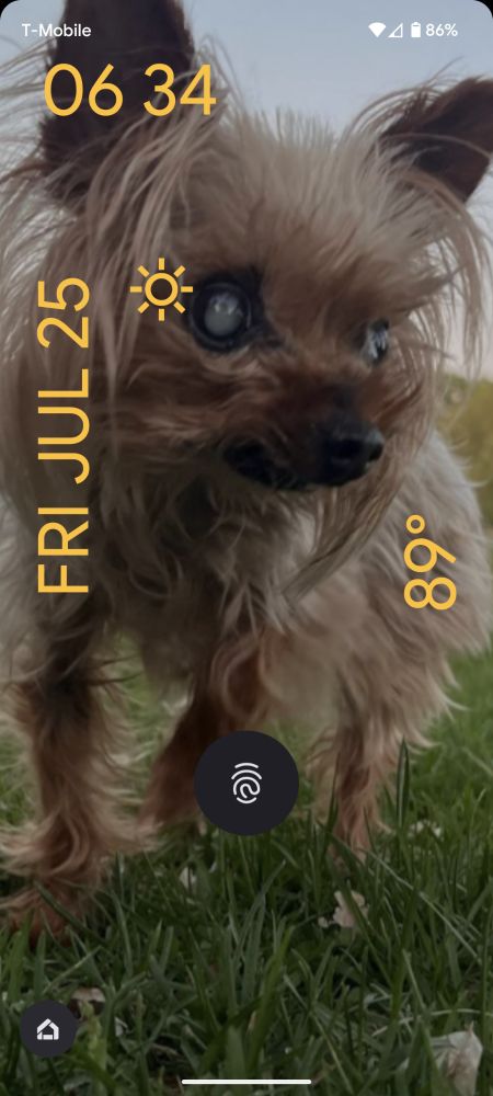 a tiny brown dog standing in a grass field with blue skies behind

her hair is wild, in a style similar to tin turner

she is blind, her eyes are clouded grey
