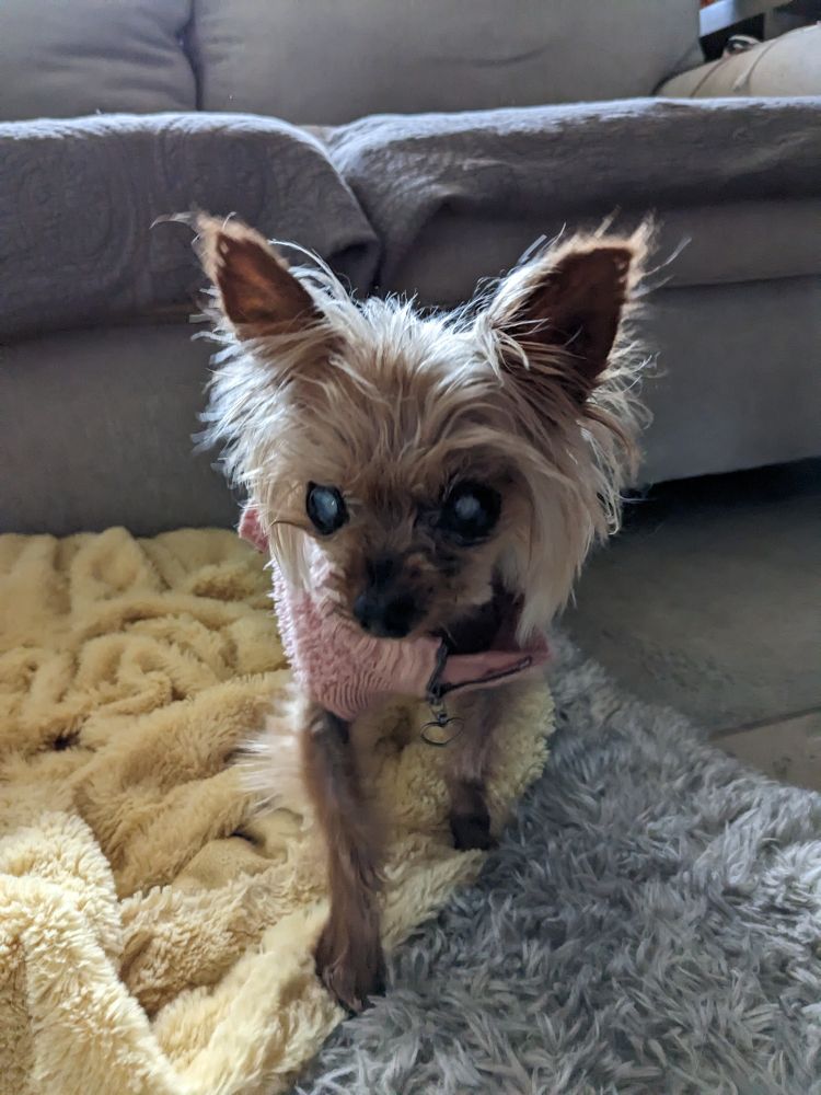 beans, standing on a dog bed, in her pink sweater