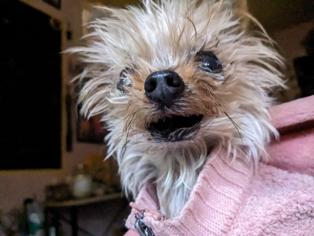 a portrait of beans, a little yorkie, in a pink sweater, giving a toothless smile