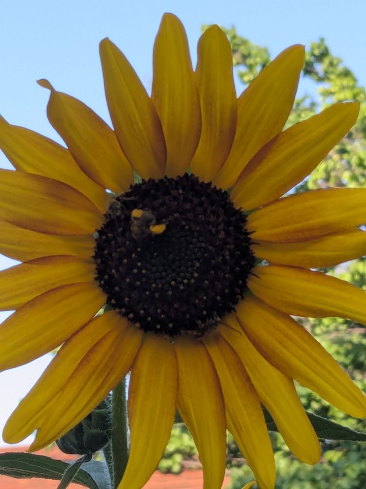 same sunflower, but from a later time

three bees this time
one at “10 o'clock”
one at roughly “six o'clock”
and one almost in the center of the flower, this bee has two legs covered in pollen, looking like a pair of yellow saddlebags