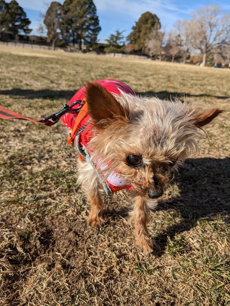 beans, a little yorkie, walking in the grass