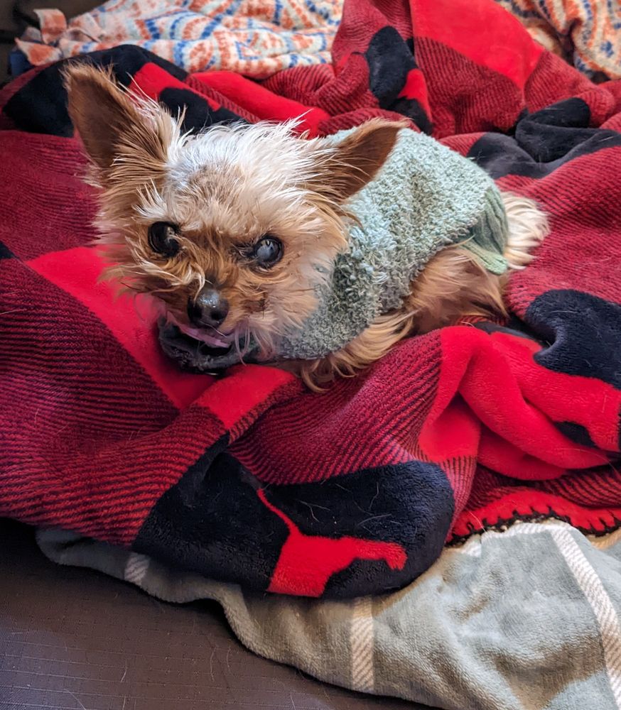 beans laying on a bed of blankets

she's looking at the camera, wearing a green sweater