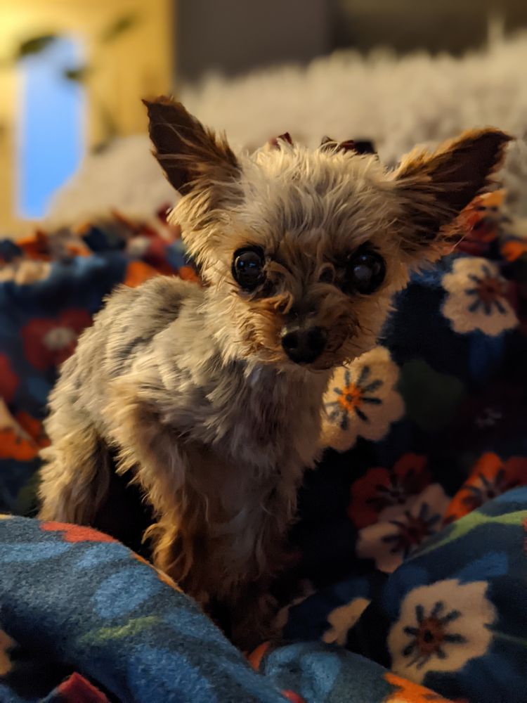 beans standing in a bed, looking right at the camera

think this is one of my first pictures of her