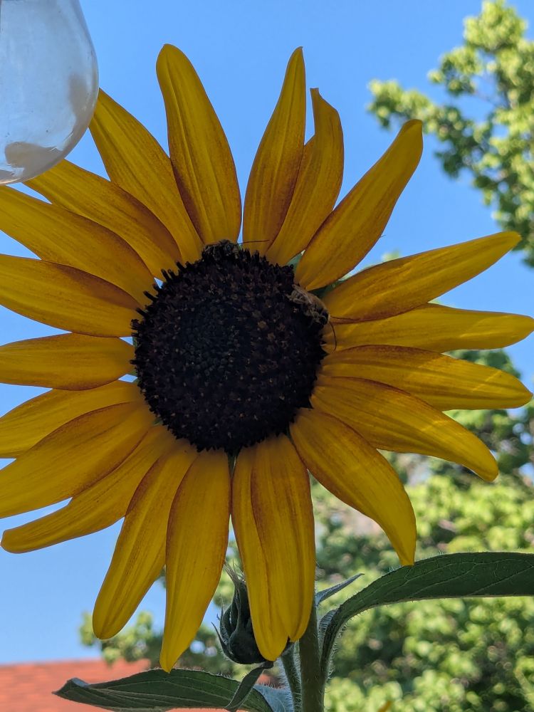 same sunflower and bees as the first picture, just from a different angle