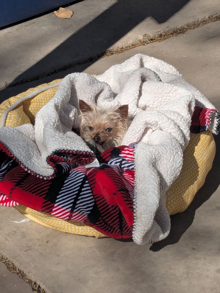 beans in a dog bed enjoying the sunshine
