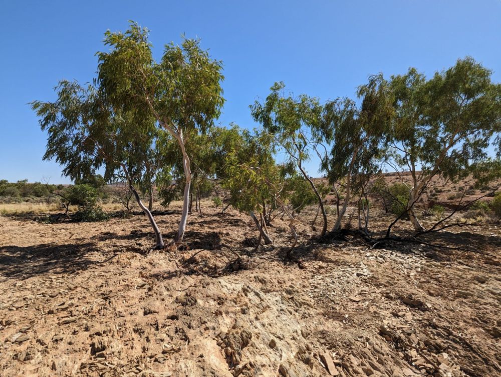 Eucalyptus camaldulensis ssp. arida on a dried seasonal riverbed in an arid landscape 