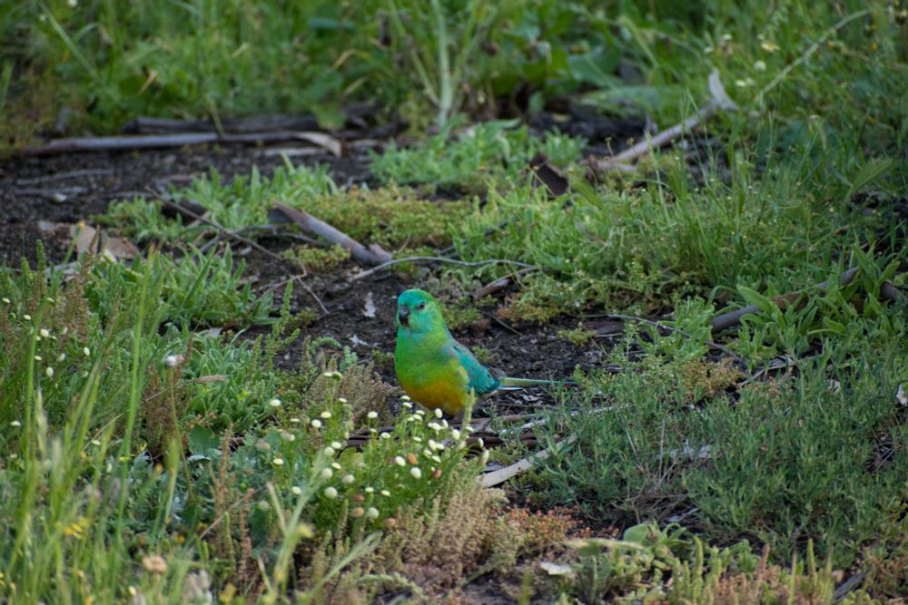 A male red-rumped parrot, stands on the ground of a moist forest among grasses and forbs