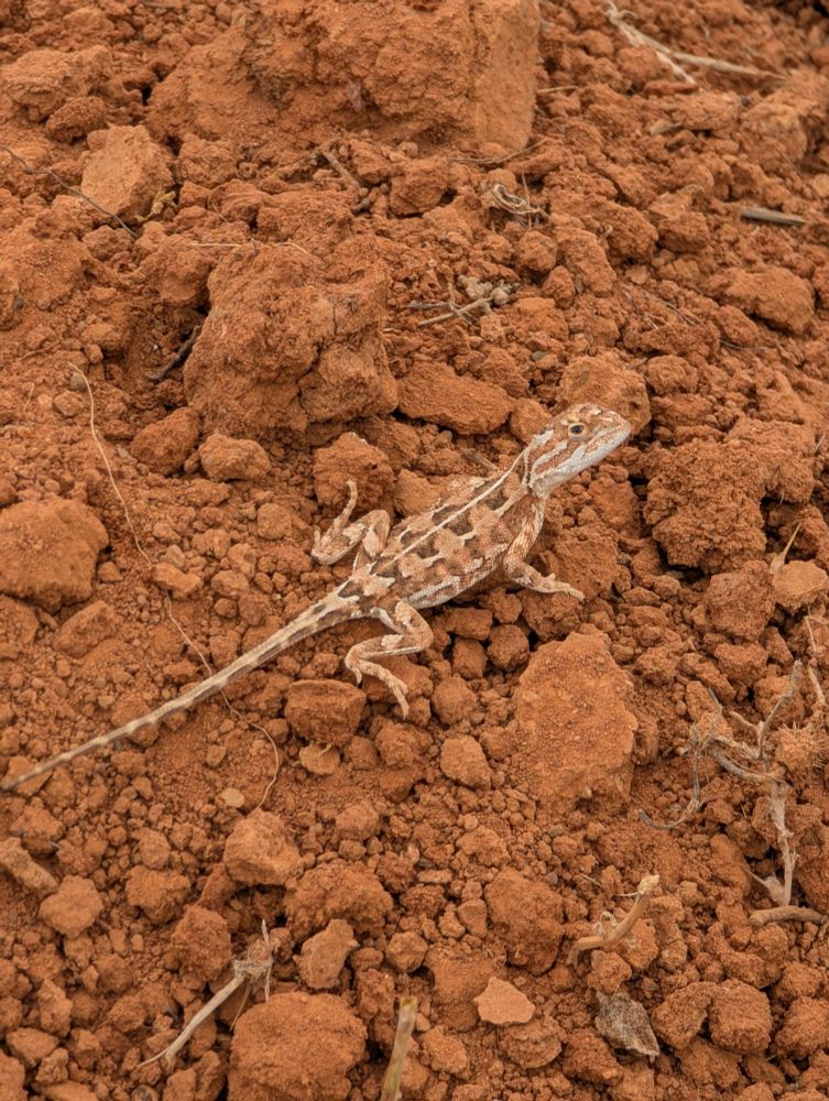 Earless Dragon Tympanocryptis tetraporophora on red clay 