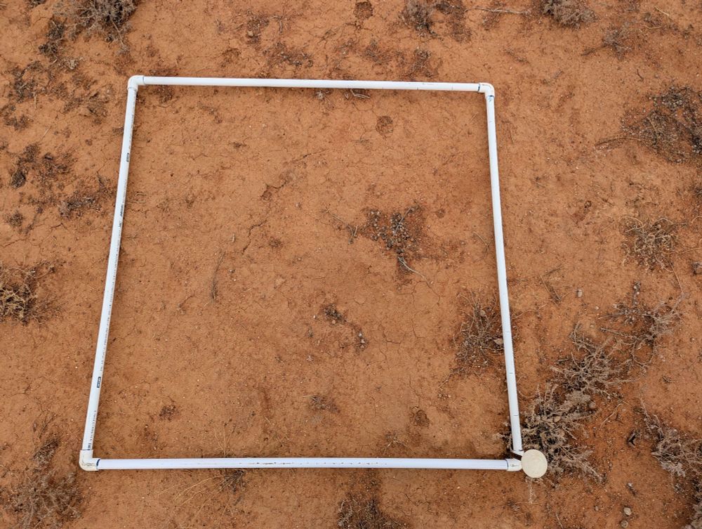 Another quadrat sits on bare red clay with scattered dying plants 