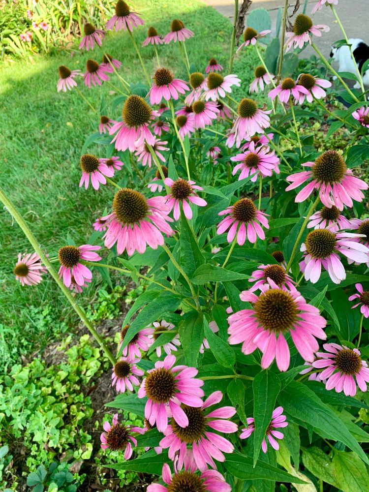Purple echinacea 