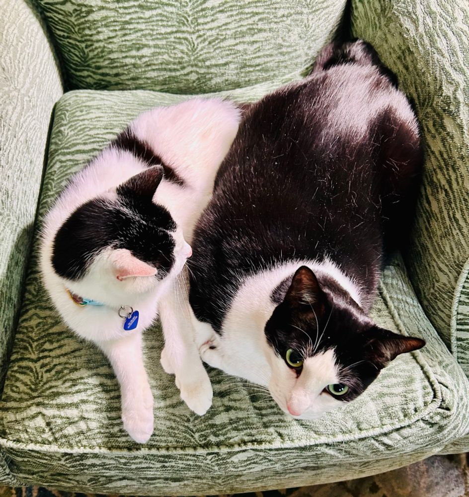 Two black and white cats sitting in a chair 