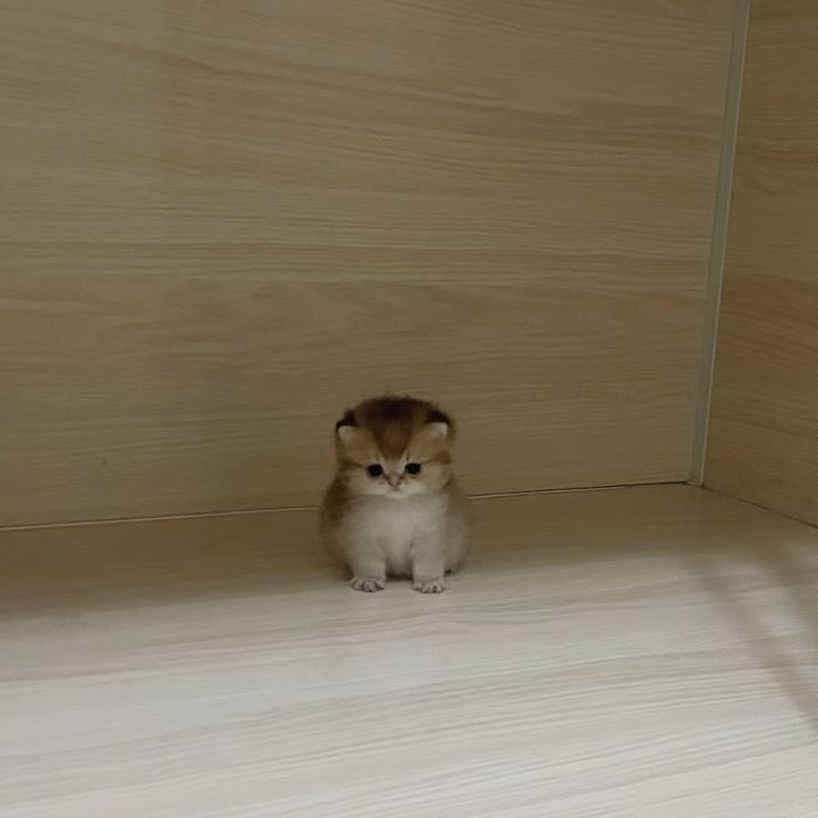 Small cat sitting