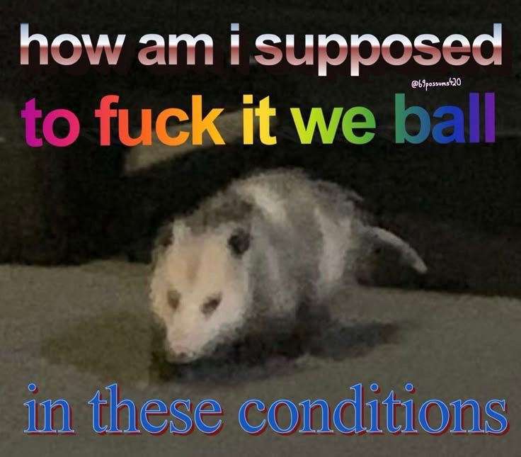 A opossum in the night with the caption, “how am i supposed to fuck it we ball
in these conditions”