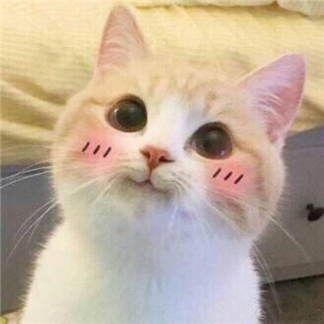 Cat blushing