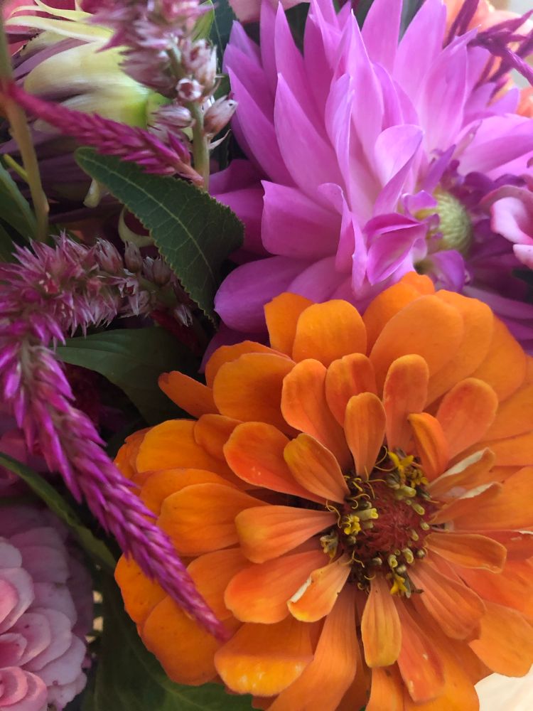 Close image of a bouquet of brightly colored flowers including orange, pink, and purple flowers.