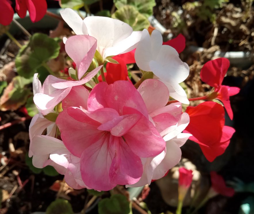 a white-to-rose coloured geranium 