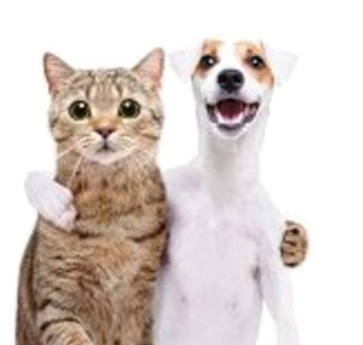 Comment image