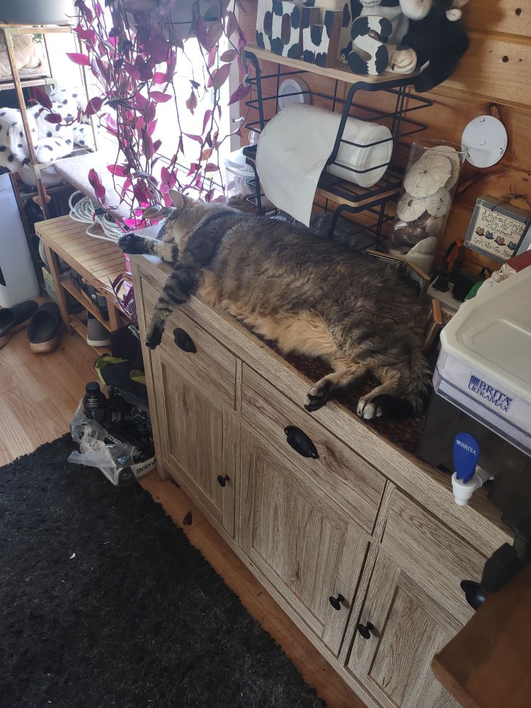 My cat Raider laying near an open window enjoying the warmer weather