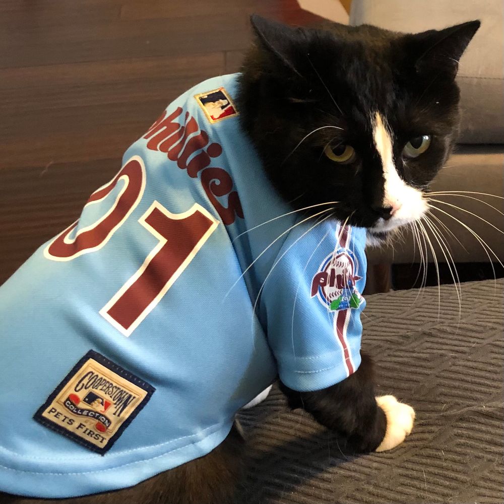 tuxedo cat in powder blue phillies jersey  