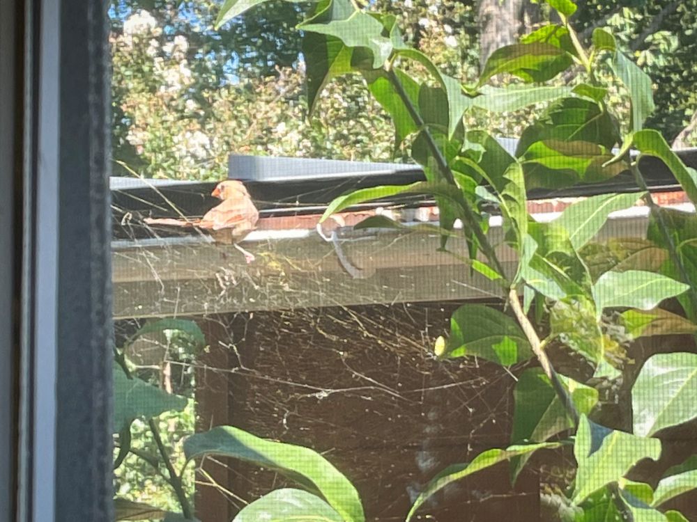 A bird (female cardinal I think) perched on a Joro spider web. 