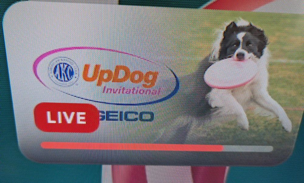 Something called the AKC UpDog Invitational, which is clearly a prank to get me to ask what UpDog is. 