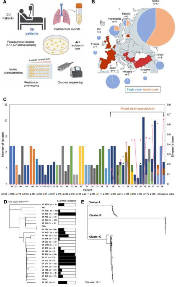 Mixed strain pathogen populations accelerate the evolution of antibiotic resistance in patients - Na...