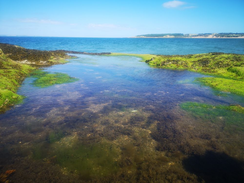 A rock pool in front of a very blue sea, with distant view of sandy beaches. It was a sunny, if breezy, day, the sea weeds look particularly green. If I didn't say it was Scotland you might have guessed somewhere subtropical from the colours. 