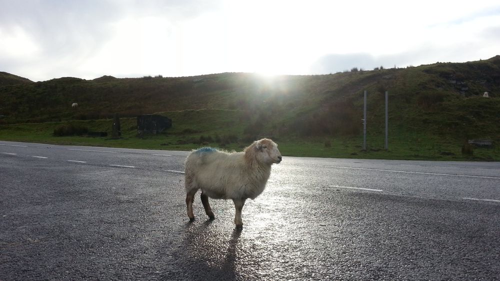 The sun is on the skyline, back lighting a sheep on the road. It is late afternoon, but not sunset, just after rain. The sheep is positioned so that it appears to only have 3 legs. 