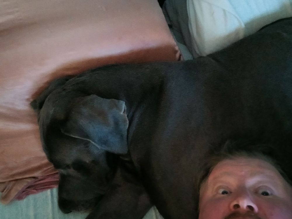 A man and his dog lay in a bed doing nothing. 